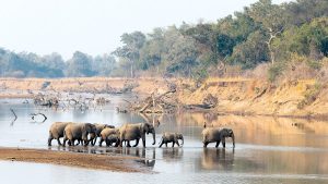 CONSERVATION EXPERIENCE IN ZAMBIA’S SOUTH LUANGWA