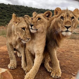 SHAMWARI PRIVATE GAME RESERVE IN SOUTH AFRICA