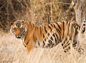 INDIA TIGER CONSERVATION EXPERIENCE 2021