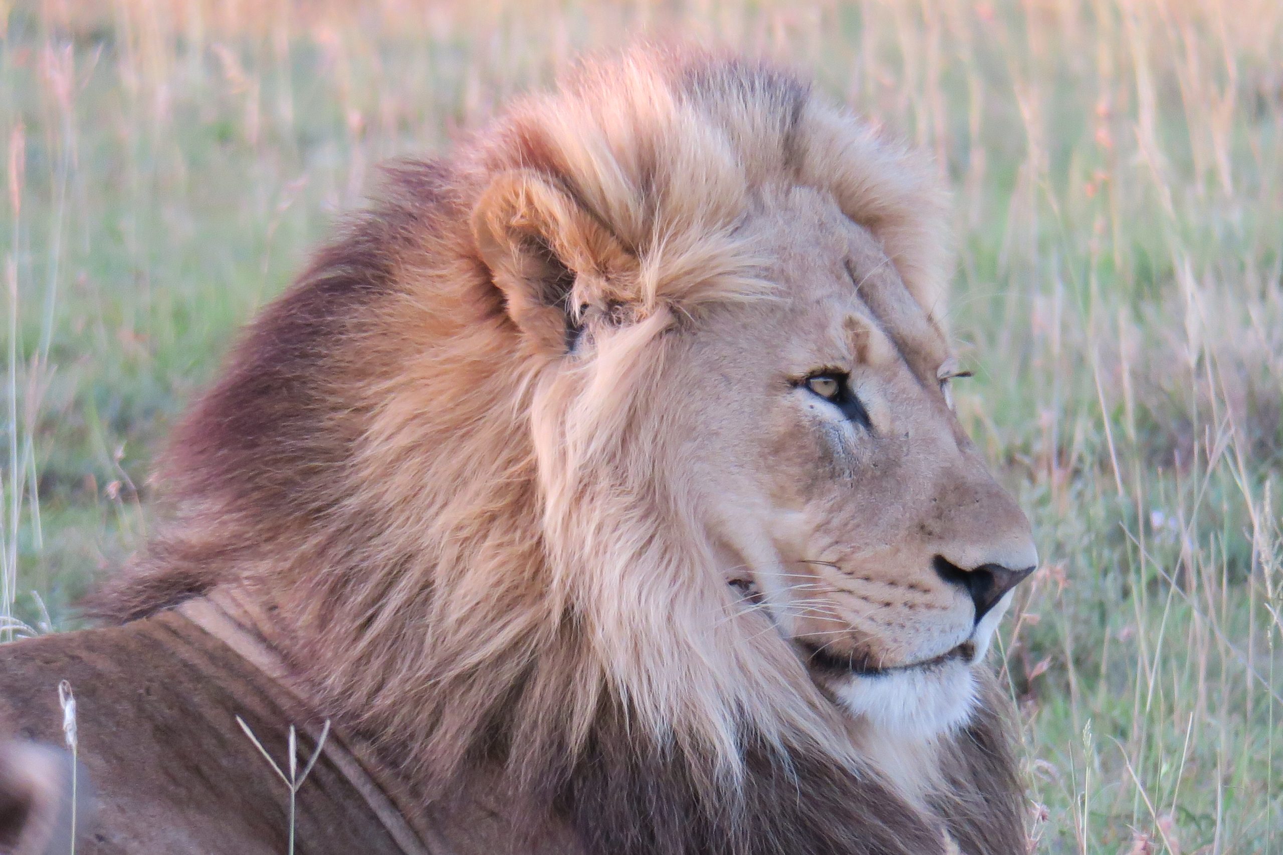Lion from Shamwari Game Reserve