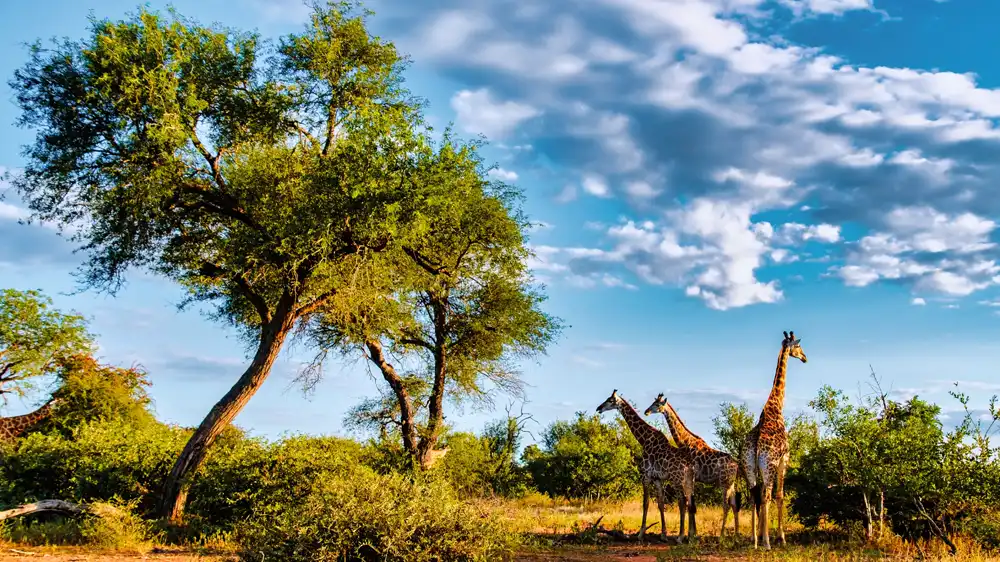 Giraffes in the wild